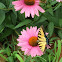 Female Eastern Tiger Swallowtail Butterfly