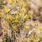 Chiffchaff