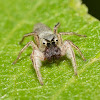 Jumping Spider