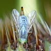 Tephritid Fly