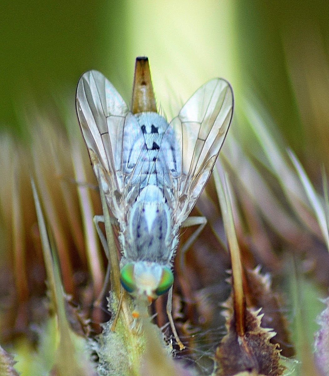 Tephritid Fly