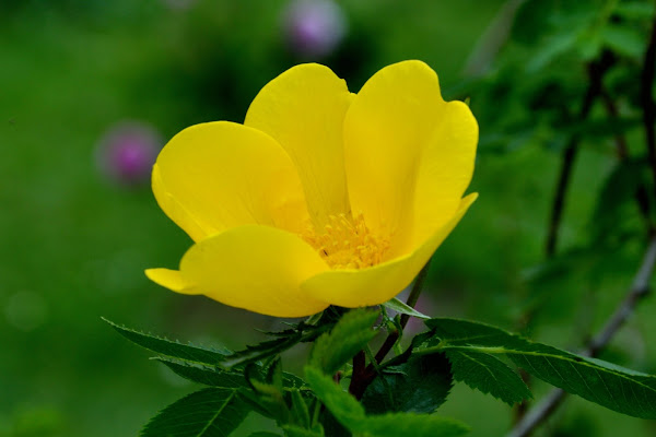 Yellow & Green di Valentina Soccorso