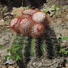 Turk's Cap Cactus