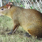 Central American Agouti