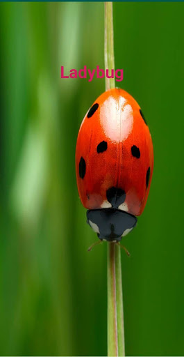 Ladybug