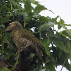 Streak-throated Woodpecker (female)