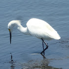 Snowy egret