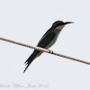 Bee-eater; Abejaruco