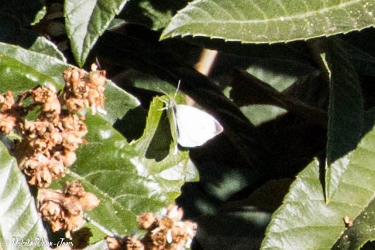 Small White