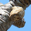 Praying Mantis egg case