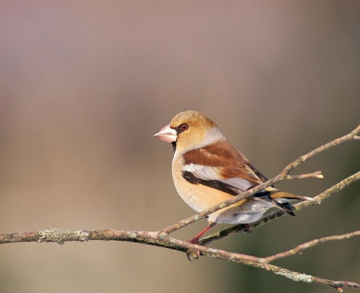 Beautiful Birds Live Wallpaper