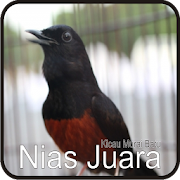 Kicau Murai Batu Nias Juara 1.0 Icon