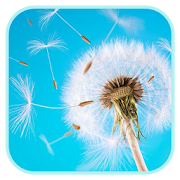 Dandelion Wallpaper  Icon