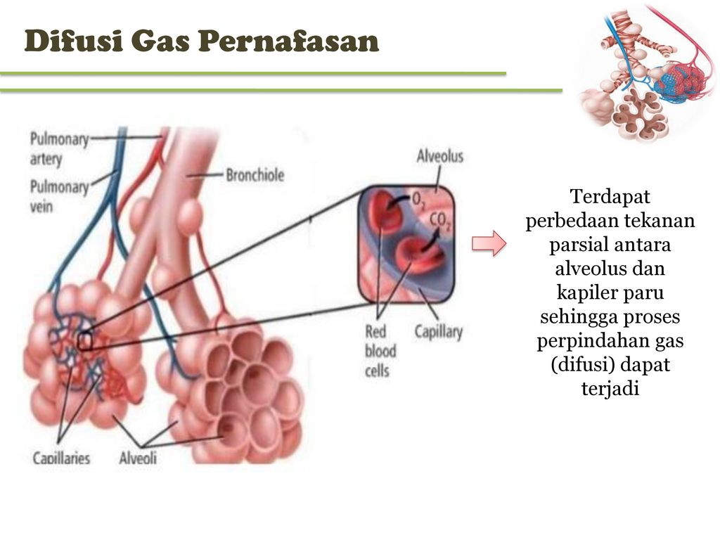 difusi adalah proses pertukaran gas antara lingkungan luar dengan darah dan dalam pertukaran gas di jaringan tubuh manusia