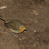 European robin