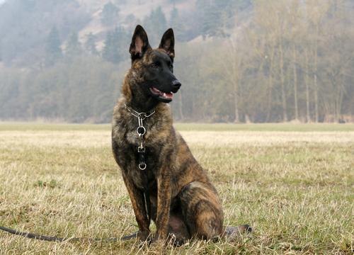 Belgian Shepherd Malinois