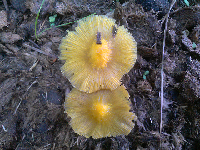 Yellow Fieldcap