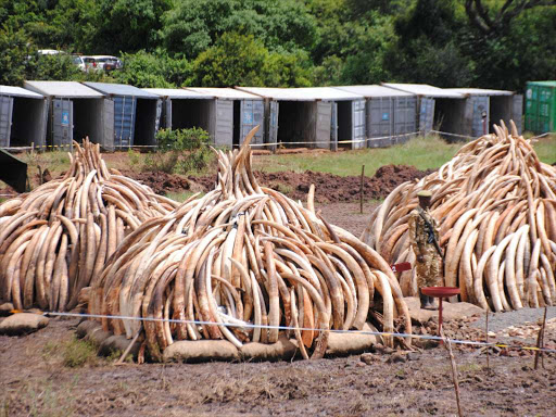 Some of the Ivory piles to be set ablaze tomorrow by President Uhuru Kenyatta / PATRICK VIDIJA