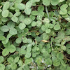 White Clover