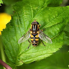 Striped-back flower fly