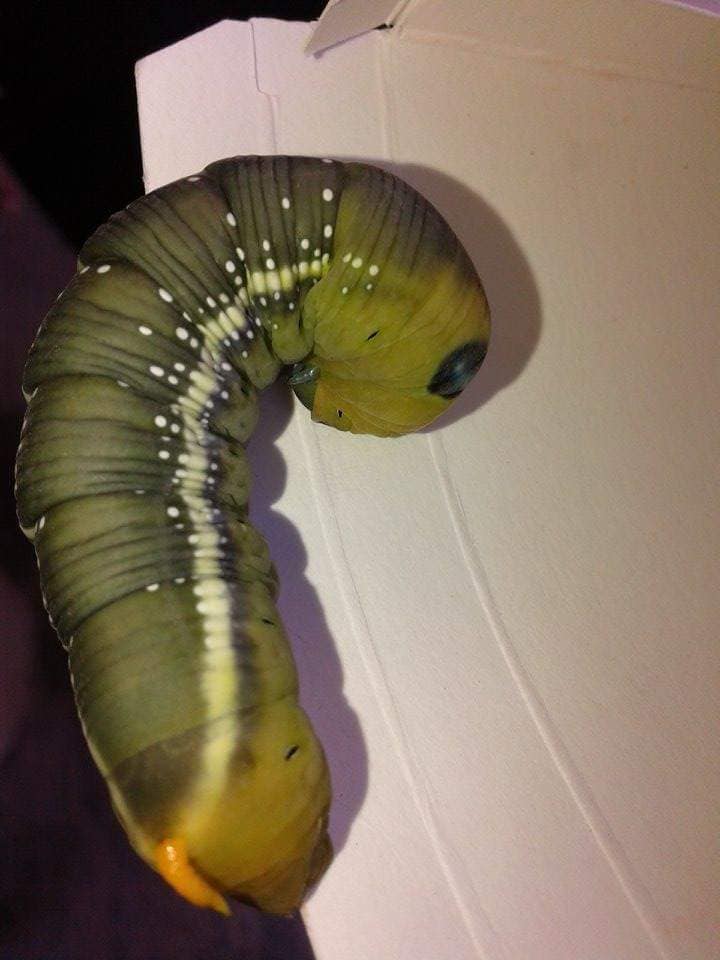 Oleander hawk moth caterpillar