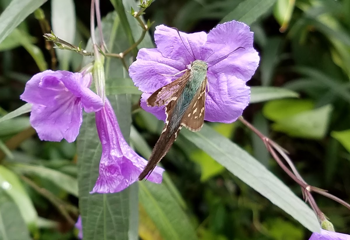 Long Tailed Skipper