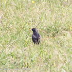 Spotless Starling