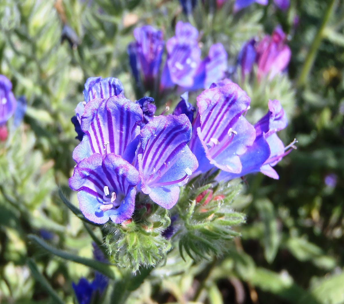 Cretan viper's bugloss. Viborera