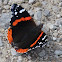 Red Admiral butterfly