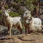 Bighorn Sheep