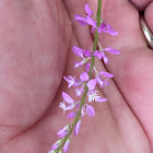 Racemed Milkwort