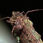 Harvestman