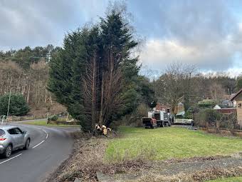 Conifer hedge and Silver Birch removal / storm damage  album cover