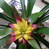 Bromelia