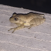 Northern Spring peeper