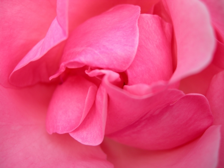 Dentro la rosa di cordina