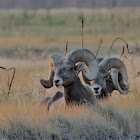 Bighorn Sheep