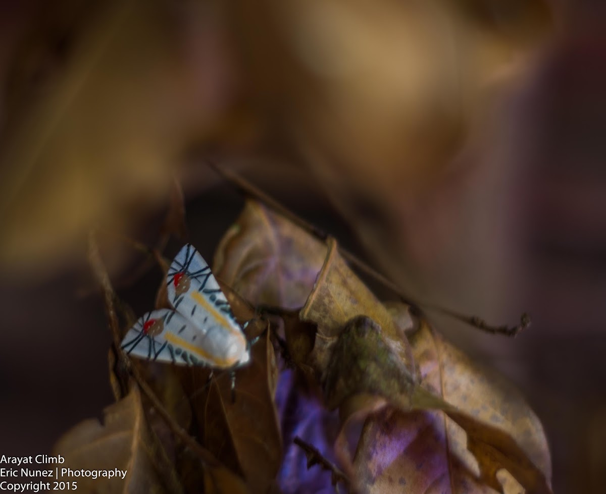 Noctuid moth