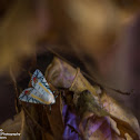 Noctuid moth