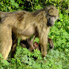 Chacma Baboon