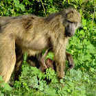 Chacma Baboon