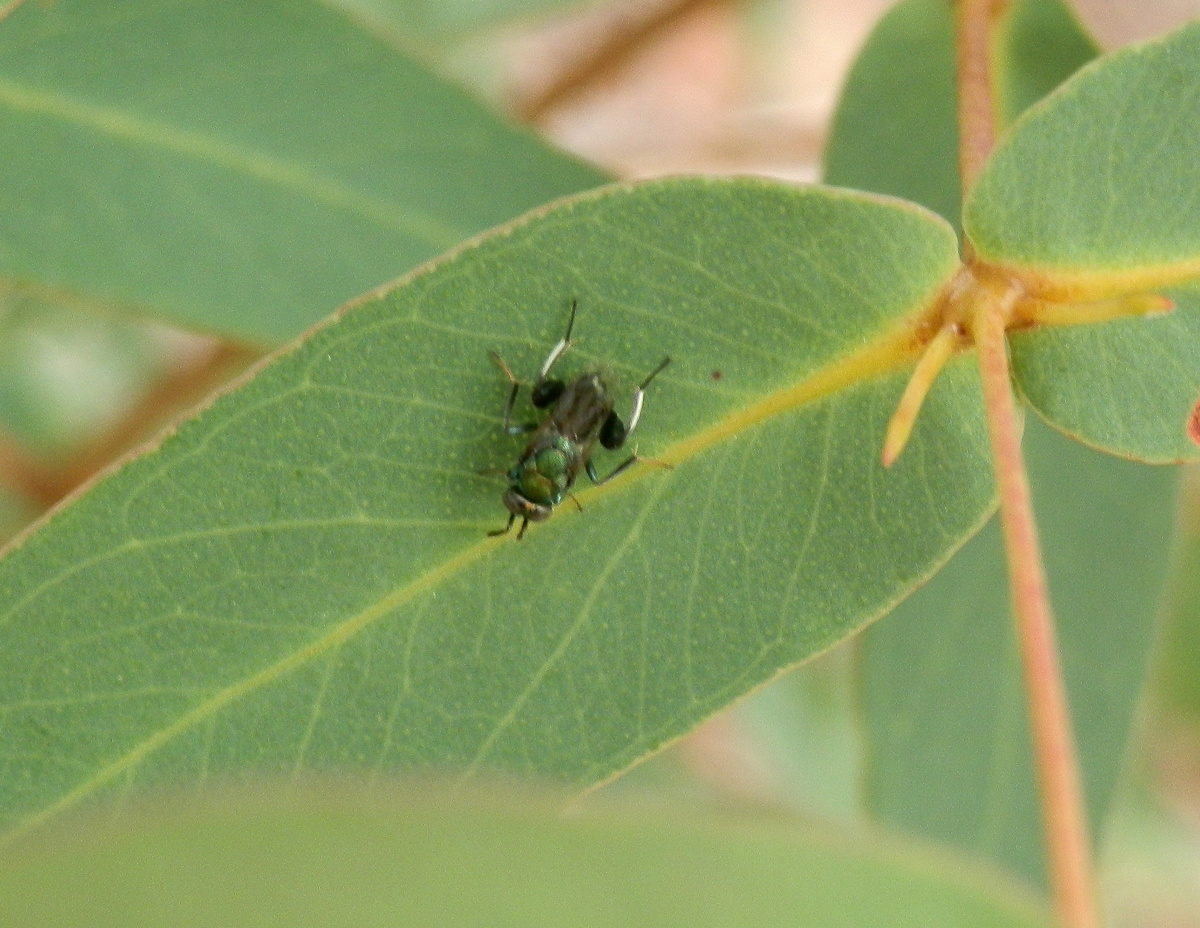 Chalcid Wasp