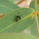 Chalcid Wasp