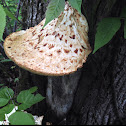 Dryads saddle