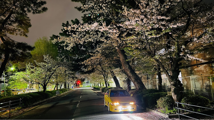 ルキノの桜コラボ🌸・ルキノ・フェニックスイエロー・サニールキノ・FB14に関するカスタム事例の投稿画像4枚目