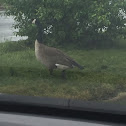 Canada Goose