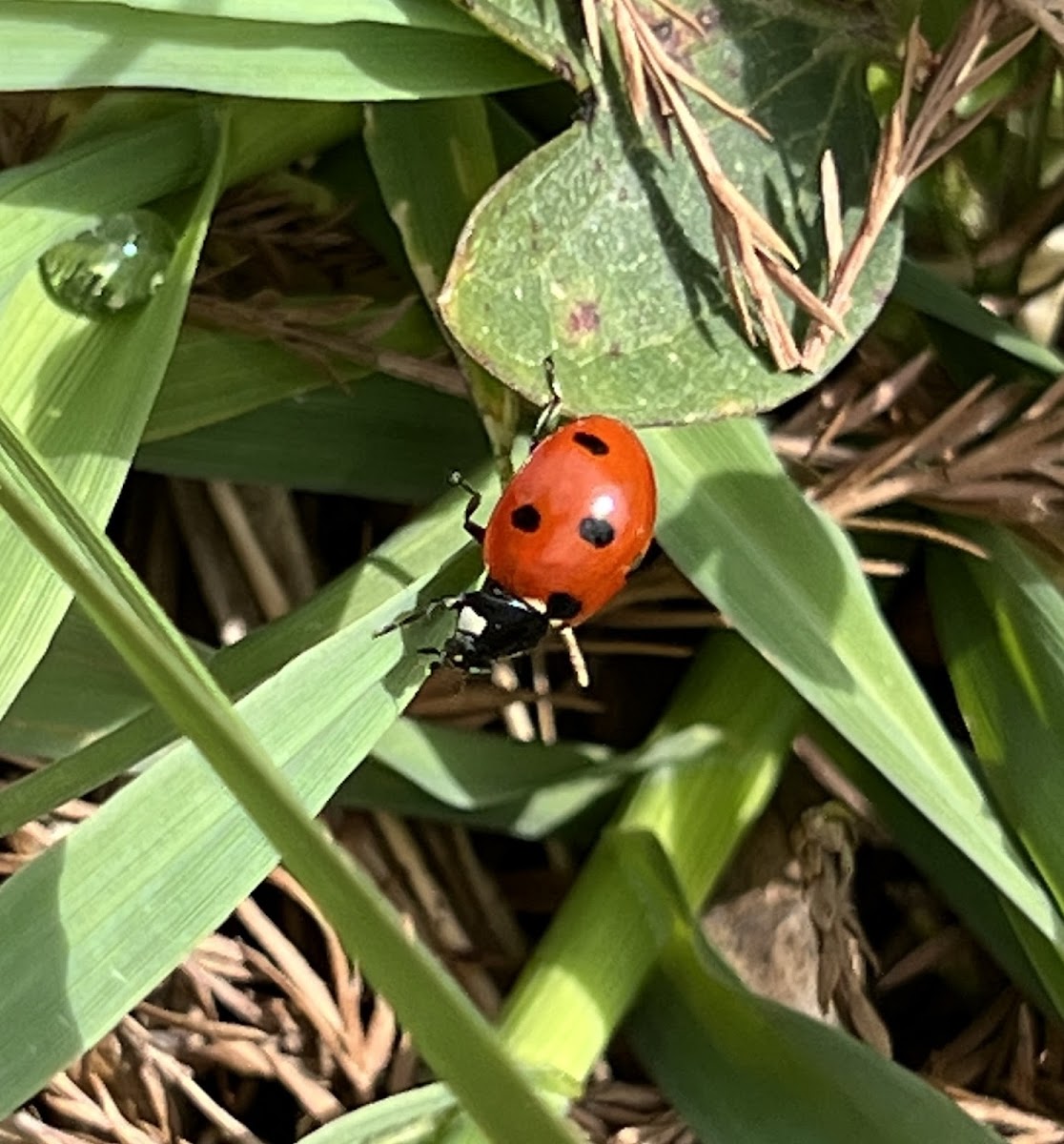 Seven-spotted Lady Beetle