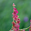 Plant with Pink Seeds