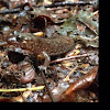 Northern Dusky salamander