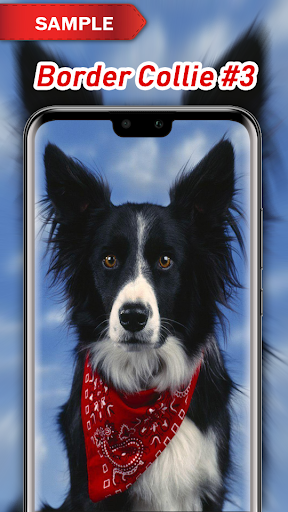 Border Collie Wallpapers